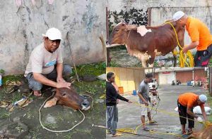 alfiq-qurban